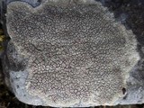 Diploschistes caesioplumbeus image