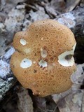 Stropharia kauffmanii image