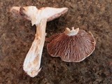 Stropharia kauffmanii image