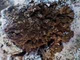 Melanelixia fuliginosa image
