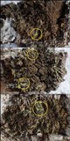Physconia enteroxantha image