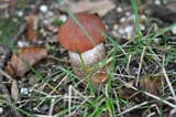 Leccinum aurantiacum image
