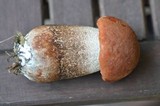 Leccinum aurantiacum image