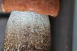 Leccinum aurantiacum image