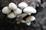 Oudemansiella mucida image