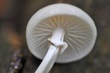 Oudemansiella mucida image