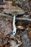 Chlorophyllum olivieri image