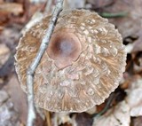 Chlorophyllum olivieri image
