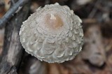 Chlorophyllum olivieri image