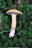 Suillus bovinus image