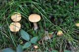 Suillus bovinus image