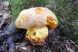 Boletus impolitus image