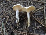 Clitocybe nivea image