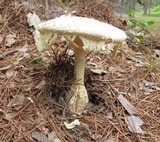 Amanita ravenelii image