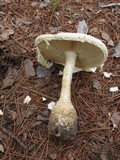 Amanita ravenelii image