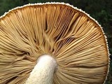Amanita ravenelii image