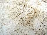 Amanita polypyramis image