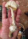 Amanita subcokeri image
