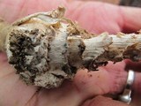 Amanita subcokeri image