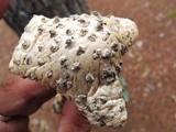 Amanita subcokeri image