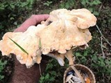Laetiporus cincinnatus image