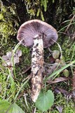 Cortinarius elatior image