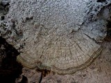 Pertusaria albescens var. albescens image
