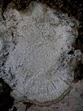 Pertusaria albescens var. albescens image