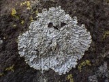 Pyxine sorediata image