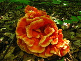 Laetiporus cincinnatus image