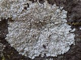 Pyxine sorediata image
