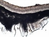 Melanohalea exasperata image