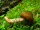 Psathyrella propinqua image