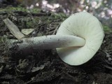 Pluteus petasatus image