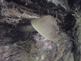 Pluteus petasatus image