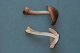 Pluteus petasatus image