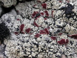 Ophioparma ventosa image