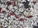 Ophioparma ventosa image