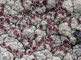 Ophioparma ventosa image