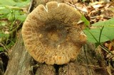 Russula crustosa image