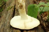 Russula crustosa image