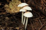 Entoloma sericellum image