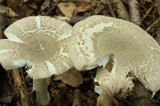 Amanita farinosa image