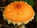 Leratiomyces squamosus image