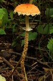 Leratiomyces squamosus var. thraustus image