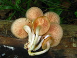 Rhodotus palmatus image