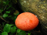 Rhodotus palmatus image