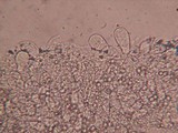 Pluteus petasatus image