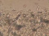 Pluteus petasatus image