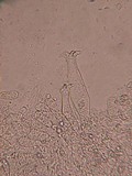 Pluteus petasatus image